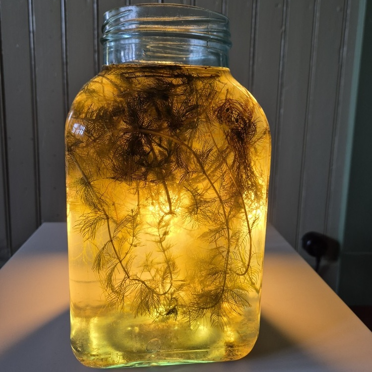 Glasburk med växtmaterial i vätska, upplyst inifrån i en konstnärlig installation
